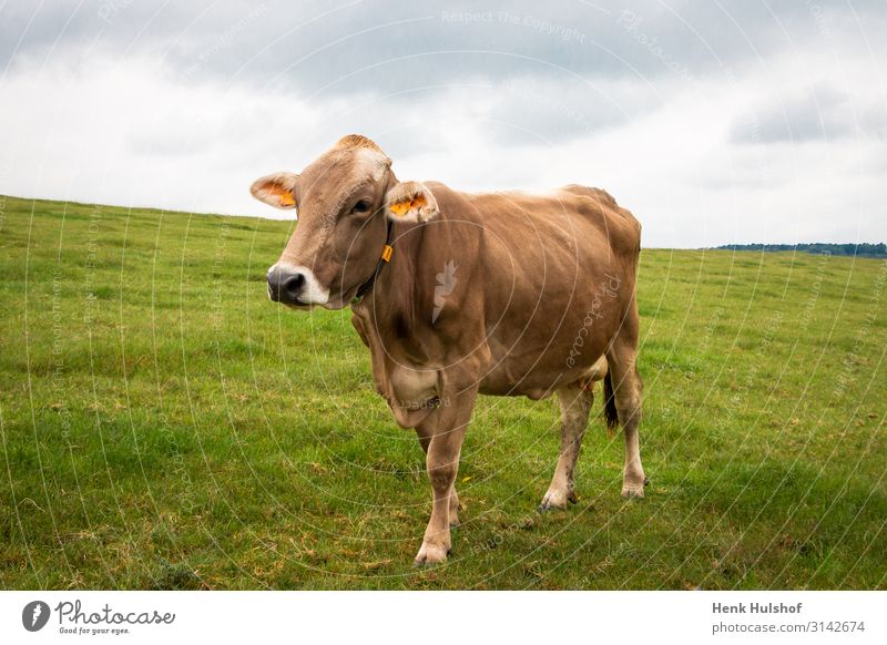 Limousin-Kuh in einer hügeligen Landschaft Umwelt Natur Himmel Wiese Tier 1 braun grau grün Limousine Gras Feld Milchkuh Farbfoto Außenaufnahme