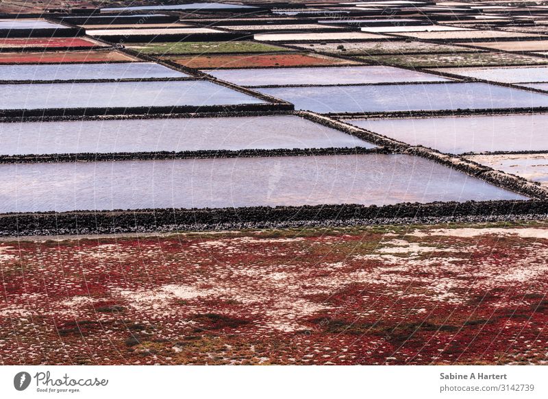 Salinen in unterschiedlichen Farben, sieht aus wie ein diagonales Muster Landschaft Erde Wasser Bodendecker Spanien Lanzarote Menschenleer ästhetisch