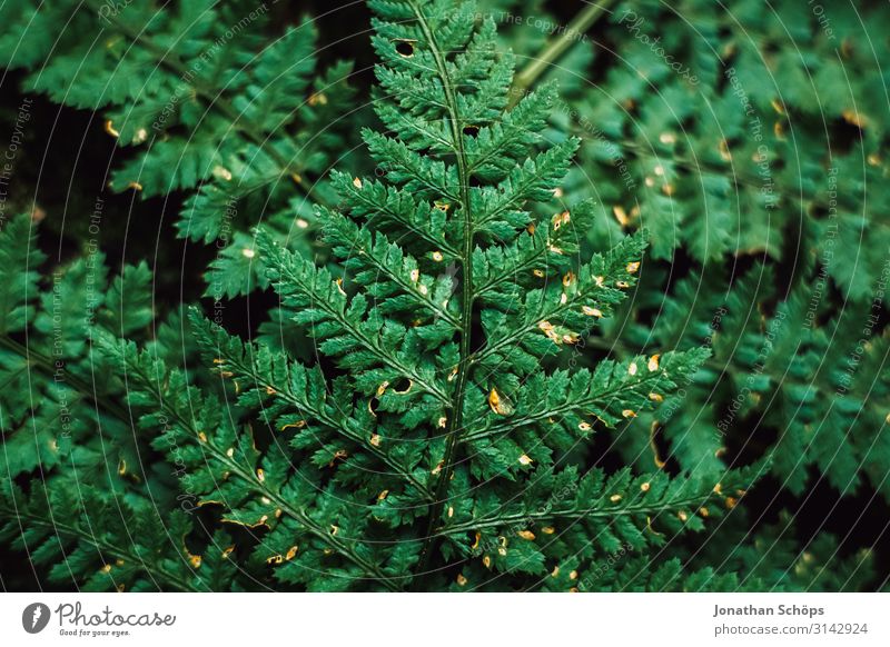 grüner Farn Textur Draufsicht Umwelt Natur Herbst Pflanze Garten Park Wald ästhetisch Jahreszeiten Hintergrundbild Grünstich Naturwuchs Blatt Farbfoto
