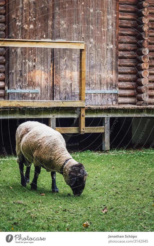 Schaf grast auf einer Wiese vor einer Hütte Außenaufnahme Jahreszeit Outdoor herbst natur Tier Tierporträt Alm draußen Nutztier unschuldig Lamm Farbfoto Natur