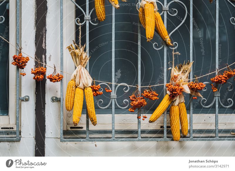 Maiskolben aufgehangen als Deko an einem Fenster im Herbst Außenaufnahme Jahreszeit Outdoor herbst natur deko erntedank Farbfoto Natur Tag gelb Ernährung Gemüse
