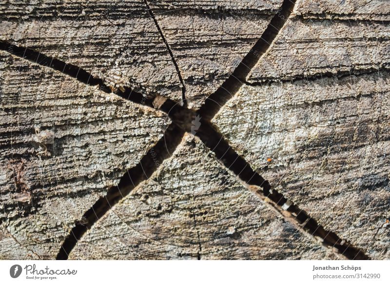Spalt im Holz in Kreuzform Außenaufnahme Jahreszeit Outdoor herbst natur Baum Baumstamm Spalte Ritze Makroaufnahme kreuzförmig Natur Farbfoto holz