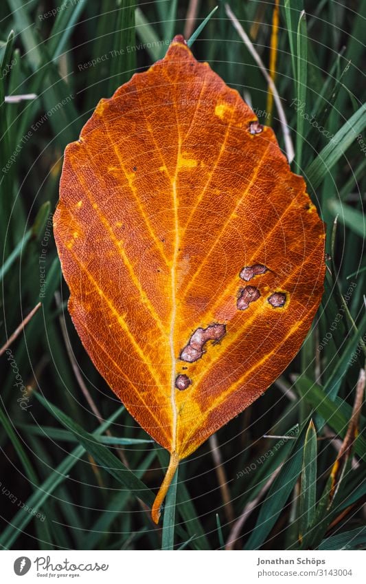 braunes Herbstblatt Makro auf Wiese Umwelt Natur Garten Park Wald grün orange Jahreszeiten alt Herbstlaub herbstlich Herbstfärbung Herbstbeginn Herbstwald Blatt