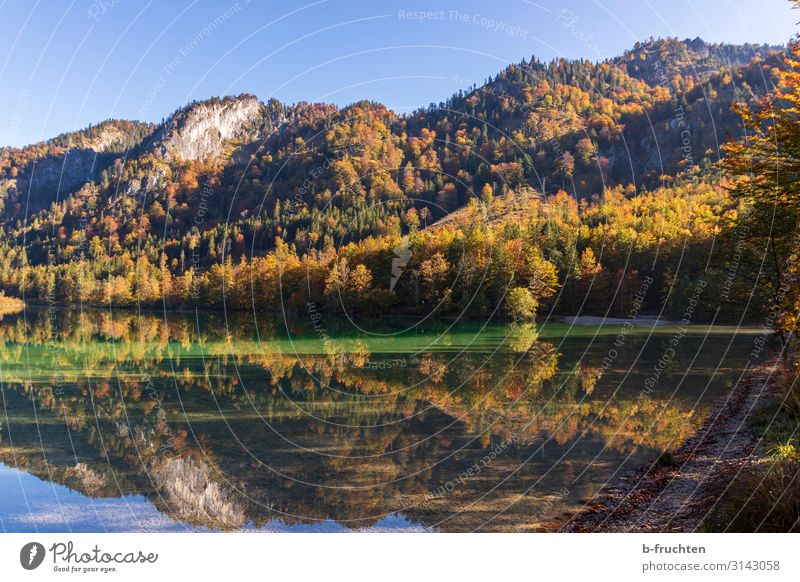 Herbstwald mit Spiegelung im See harmonisch Erholung Ferien & Urlaub & Reisen Berge u. Gebirge wandern Wolkenloser Himmel Wald Alpen Seeufer Kraft Natur