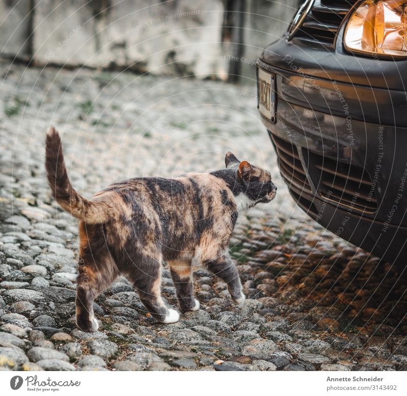 Streetcat Tier Haustier Katze 1 PKW braun gelb schwarz silber Farbfoto Außenaufnahme Abend