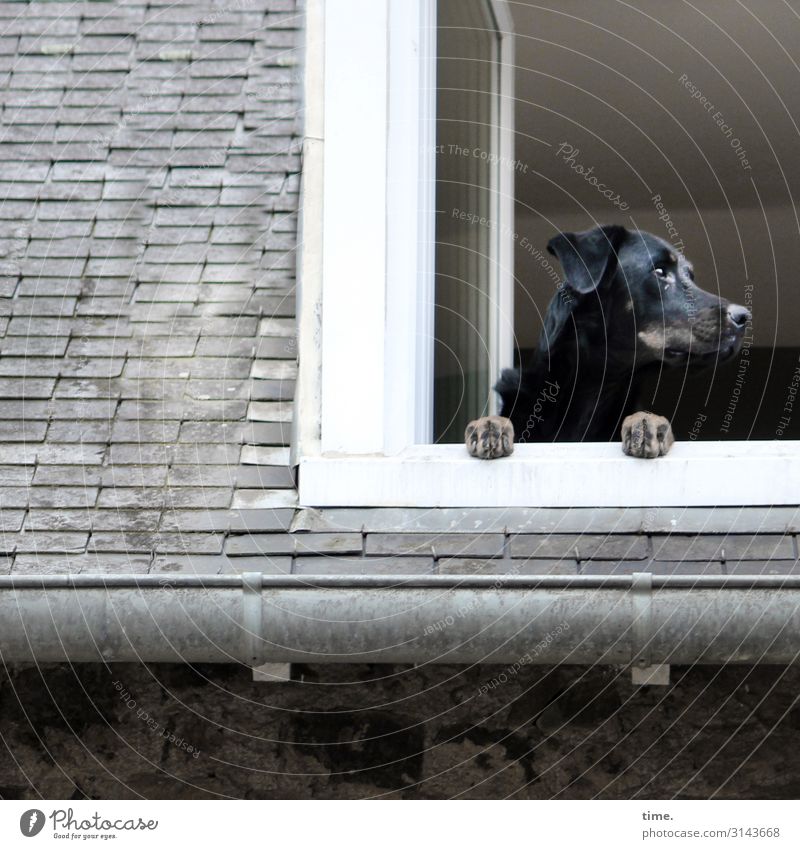 Hausarrest Dach Dachrinne Dachfenster Tier Haustier Hund 1 beobachten festhalten Blick warten selbstbewußt Willensstärke Leidenschaft Wachsamkeit Leben Ausdauer