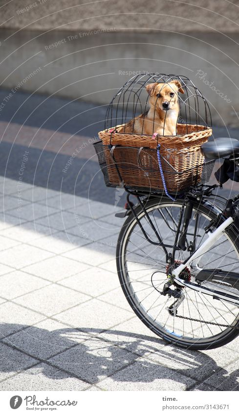 Rausfallsperre Fahrradfahren Straße Wege & Pfade Korb Gepäckablage gefangen Blick Blick in die Kamera Tier Haustier Hund 1 beobachten sitzen Sicherheit Schutz