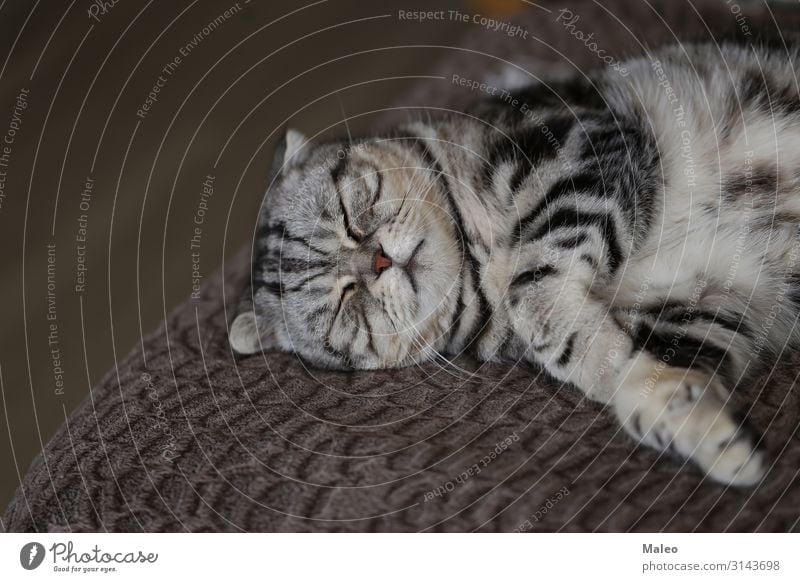Britisch Kurzhaar Tierporträt schön Reinrassig Hauskatze Englisch kurzhaarig Katze Katzenauge Haustier grau Freundlichkeit Säugetier Liebling sitzen liegen