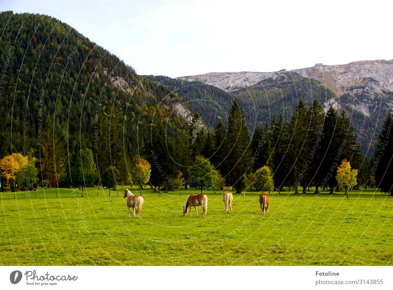 Hach Urlaub!!! Umwelt Natur Landschaft Pflanze Tier Himmel Herbst Baum Wiese Alpen Berge u. Gebirge Nutztier Pferd 4 hell natürlich braun grau grün Österreich