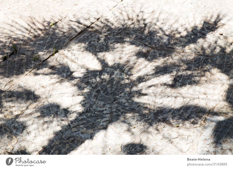 Schattenspiel - die Palme Sonne Sonnenlicht Baum Grünpflanze exotisch Park Straße Ornament beobachten Kommunizieren Blick schaukeln dehydrieren warten