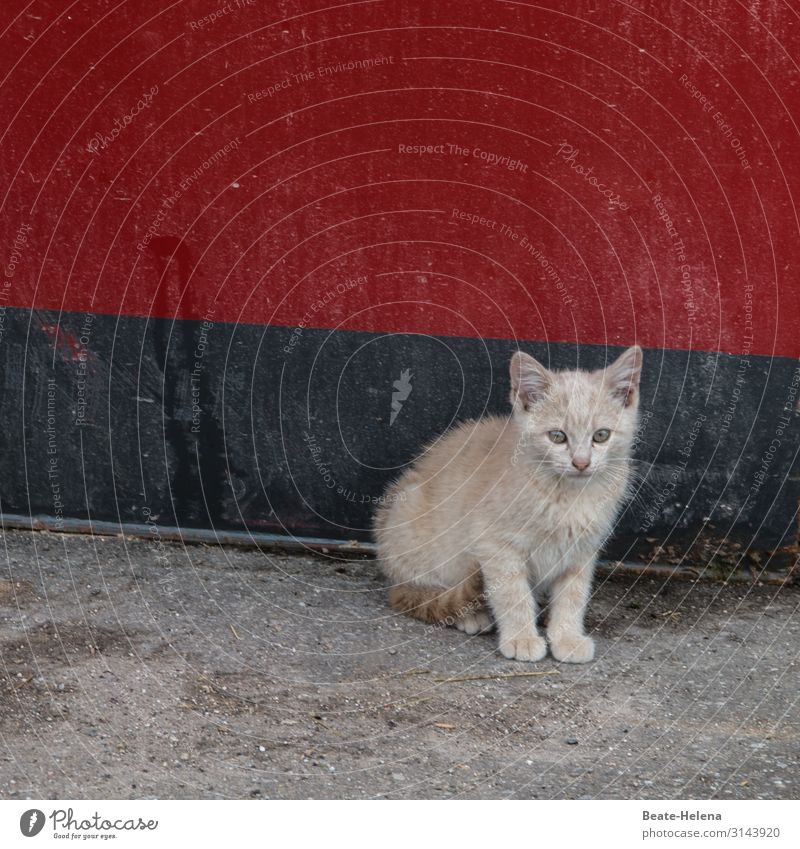 Suche Kuschelecke und Bewirtung Kindererziehung Baby Stadt Straße Haustier Katze Katzenbaby beobachten sitzen träumen Traurigkeit warten Armut ästhetisch