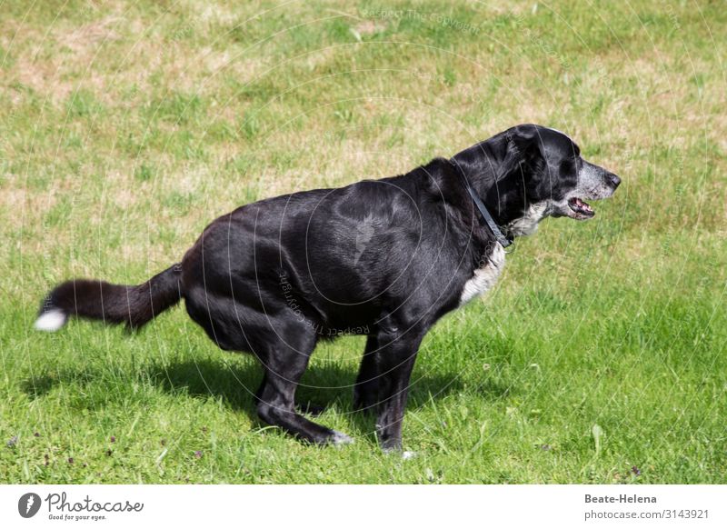 Moment, ich muss mal ... Natur Gras Wiese Tier Haustier Hund Diät beobachten Denken Erholung genießen Reinigen authentisch groß muskulös grün schwarz Stimmung