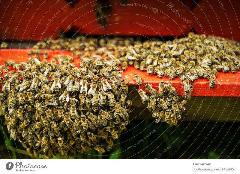 Die Bienen wollen nach Hause bienenschwarm Bienenstock Bienenzucht Kolonie Natur Holz rot Farbfoto geringe Tiefenschärfe Menschenleer Insekt