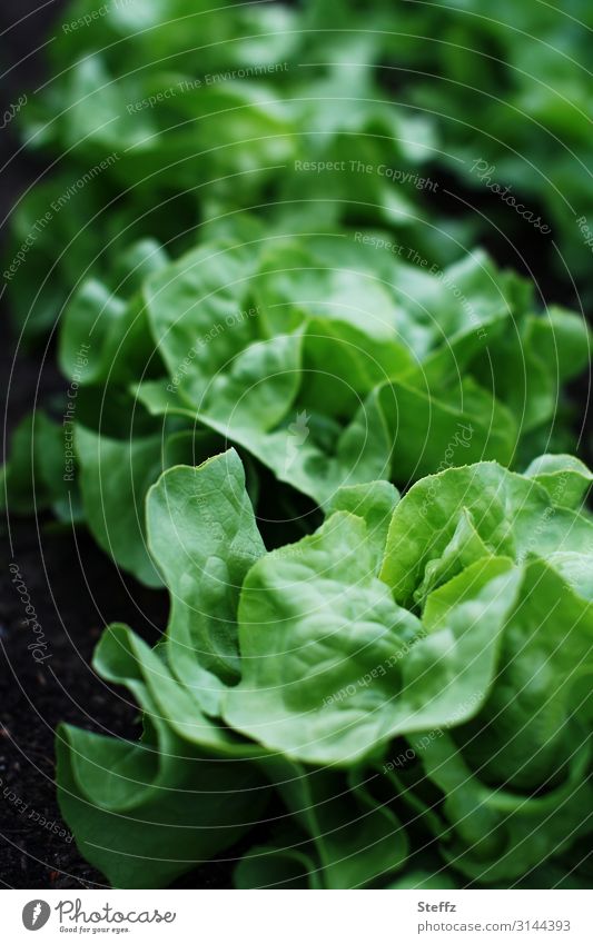 Salat im Gemüsegarten Kopfsalat Blattsalat Salatblätter Gartengemüse vegan vegetarisch Gartensalat Lactuca sativa Buttersalat grünes Gemüse Gartenpflanze