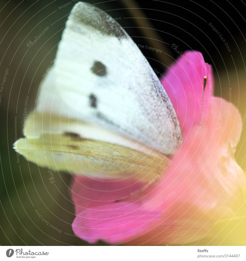 tief eintauchen Schmetterling Schmetterlingsflügel Kohlweißling Großer Kohlweißling Falter Pieris brassicae Blütenduft Flügel rosa Blüte rosa Blume Wildblume