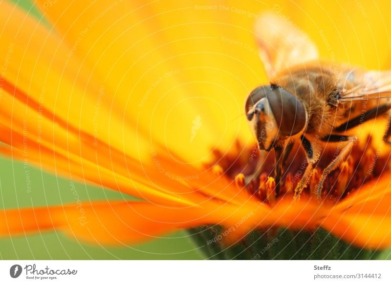 Sommergefühl Schwebfliege Ringelblume sommerlich Fliege Facettenauge orange Blume Blüte Sommertag Sommerwärme warmes Licht Sommerfarbe Sonnenlicht