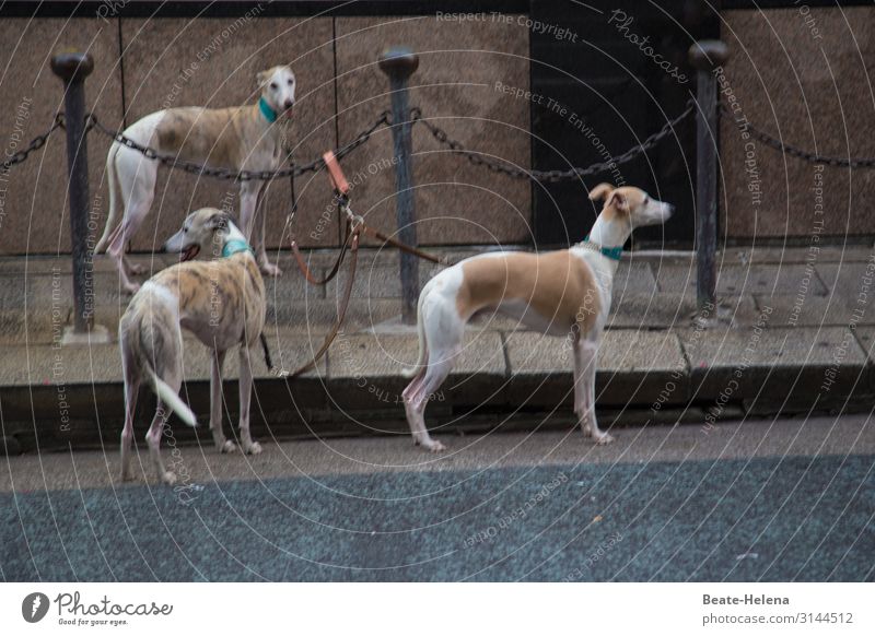Auf Tokios Straßen Joggen Tokyo Stadtzentrum Mauer Wand Fußgänger Tier Hund Windhund 3 Tiergruppe Bewegung Fitness gehen laufen wandern außergewöhnlich Coolness