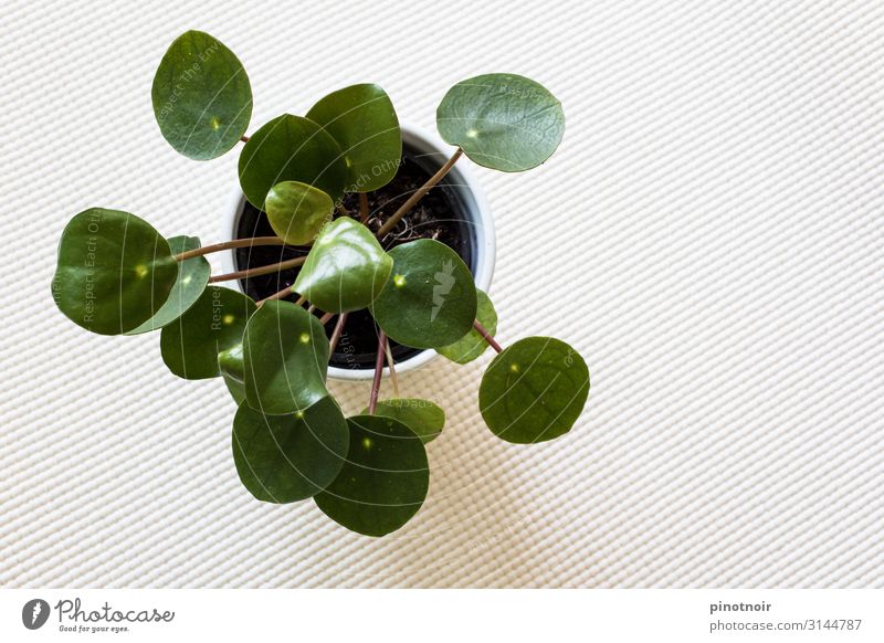 Pilea Peperomioides Wohnung Dekoration & Verzierung Natur Pflanze Grünpflanze Topfpflanze Wachstum niedlich rund Stadt grün weiß Häusliches Leben