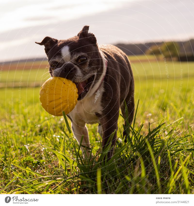 Boston Terrier Angel Ballsport Tier Hund 1 laufen Spielen Freundlichkeit Fröhlichkeit Gesundheit Glück sportlich Freude Lebensfreude Bewegung Erholung
