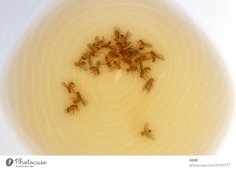 Fruchtfliegenfalle Sommer Natur Totes Tier Fliege Flügel Taufliege Tiergruppe Schalen & Schüsseln Flüssigkeit braun gelb Insekt Köder biologisch Schädlinge