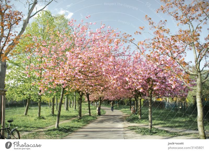 Sakura B. im April Kirschblütenfest Himmel Frühling Schönes Wetter Kirschbaum Park Prenzlauer Berg Wege & Pfade Fahrrad Blühend Frühlingsgefühle Idylle Natur