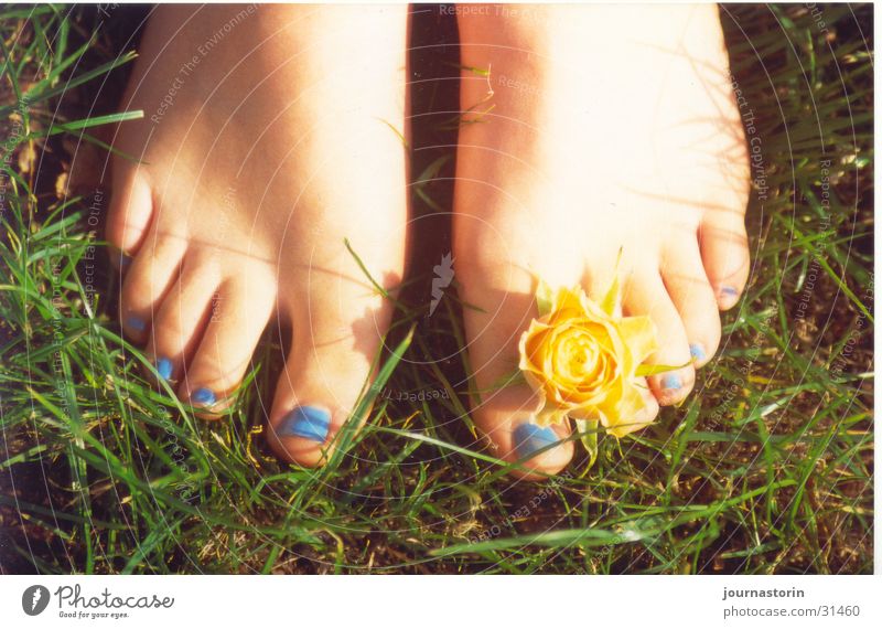 fußblume Blume gelb Wiese Gras Nagellack Romantik Barfuß Sonne Sommer Fuß blau Haut Natur Außenaufnahme