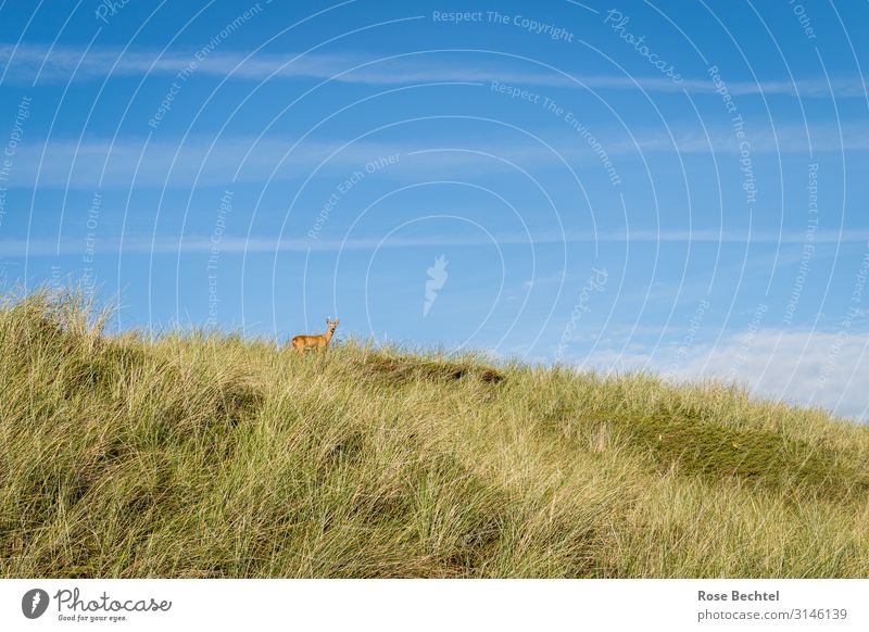 Ein Rehbock im Gras Natur Himmel Schönes Wetter Wiese Tier Wildtier 1 beobachten wandern wild blau grün Erholung Ferien & Urlaub & Reisen Dänemark Farbfoto