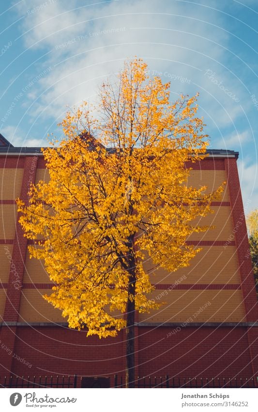 gelb gefärbter Baum im Herbst ruhig Natur Blatt Wald achtsam Vergänglichkeit Abendsonne Chemnitz Jahreszeiten Oktober herbstlich Spaziergang orange Haus Stadt