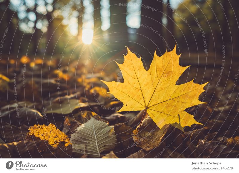 gelbes Ahornblatt auf dem Waldboden ruhig Natur Herbst Blatt achtsam Vergänglichkeit Abendsonne Chemnitz Jahreszeiten Oktober herbstlich orange Gegenlicht