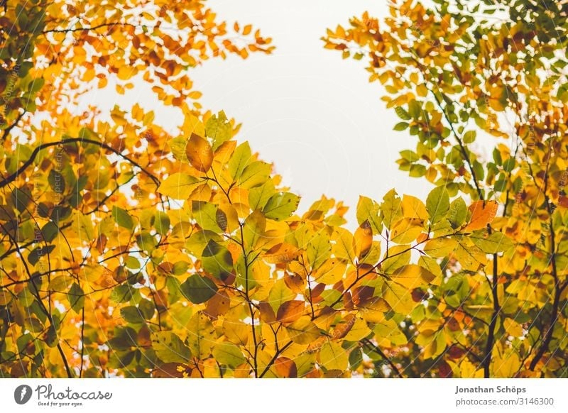 bunte Herbstblätter mit Lücke für den Himmel ruhig Natur Blatt Wald gelb achtsam Vergänglichkeit Abendsonne Jahreszeiten Oktober herbstlich mehrfarbig orange