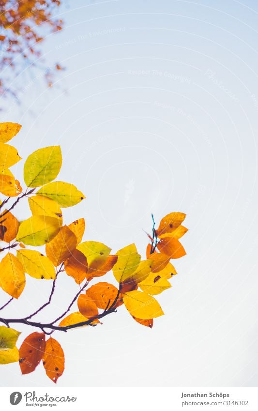 bunte Herbstblätter ragen in den Himmel ruhig Natur Blatt Wald gelb achtsam Vergänglichkeit Abendsonne Chemnitz Jahreszeiten Oktober herbstlich mehrfarbig