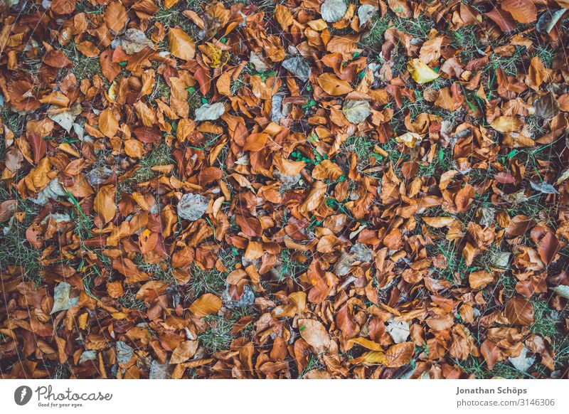 Herbstlaub auf Wiese Draufsicht ruhig Natur Blatt Wald gelb achtsam Vergänglichkeit Abendsonne Jahreszeiten Oktober herbstlich mehrfarbig braun Herbstfärbung