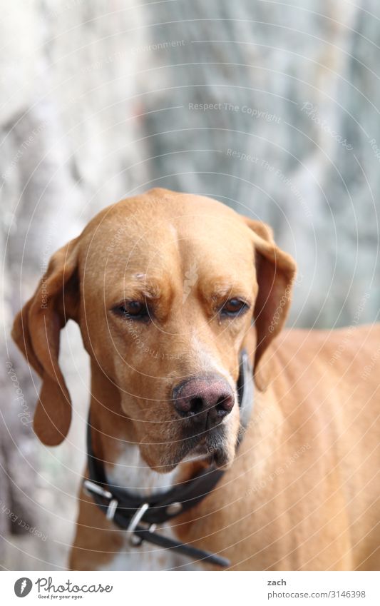 . Tier Haustier Hund 1 braun grau Traurigkeit Hundeblick Farbfoto Außenaufnahme Menschenleer Textfreiraum oben Tag Tierporträt