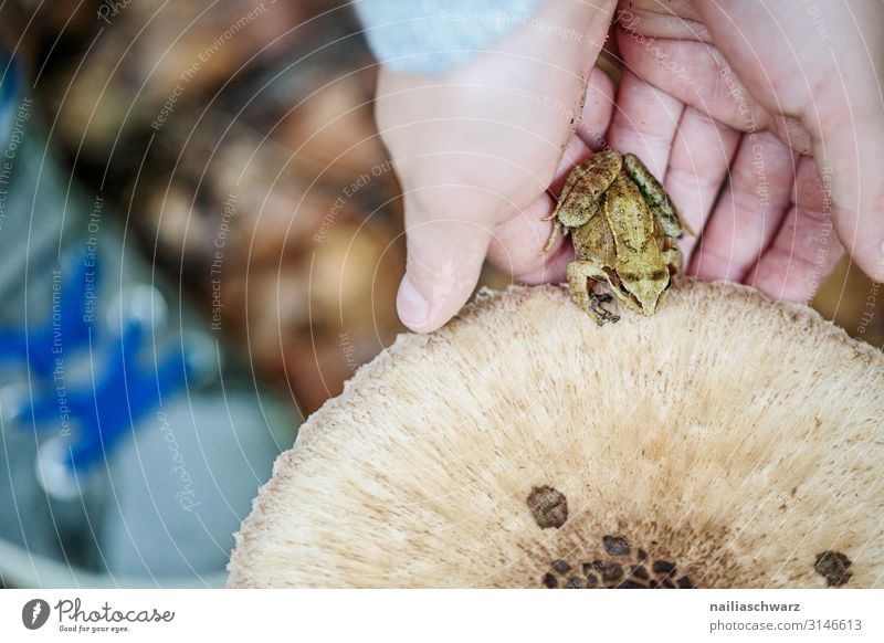 Im Wald Mensch Kind Hand 1 8-13 Jahre Kindheit Umwelt Herbst Pflanze Wildpflanze Pilz Pilzhut Tier Wildtier Frosch beobachten entdecken krabbeln wandern