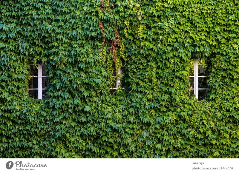 Wildwuchs Natur Herbst Blatt Wilder Wein Fenster 3 viele grün bewachsen Wachstum Farbfoto Außenaufnahme Strukturen & Formen Menschenleer Textfreiraum oben