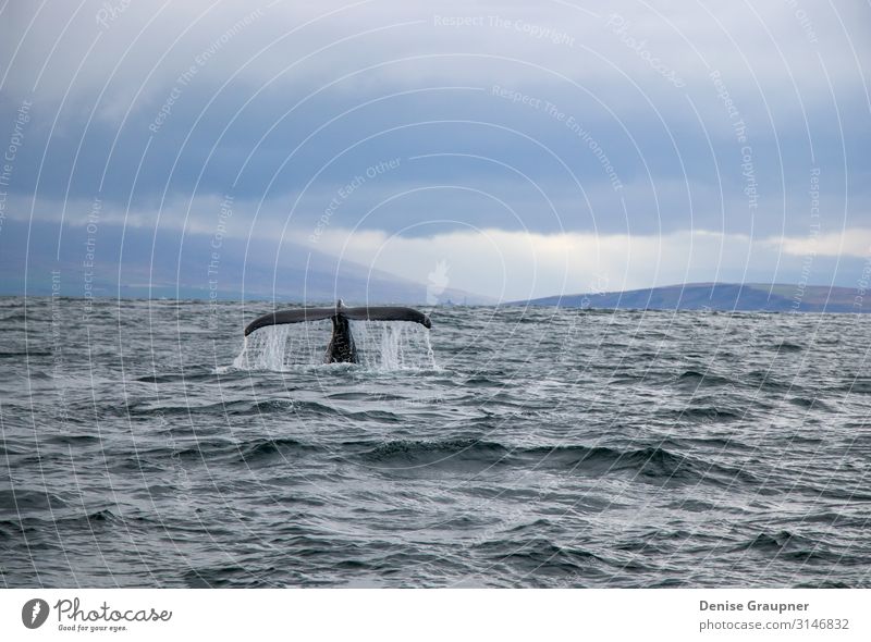 Humpback whale in Iceland tail fin sea Leben Natur Wildtier Freude Glück mammal surface water baleen pacific humpback dive Island blue large splash wildlife