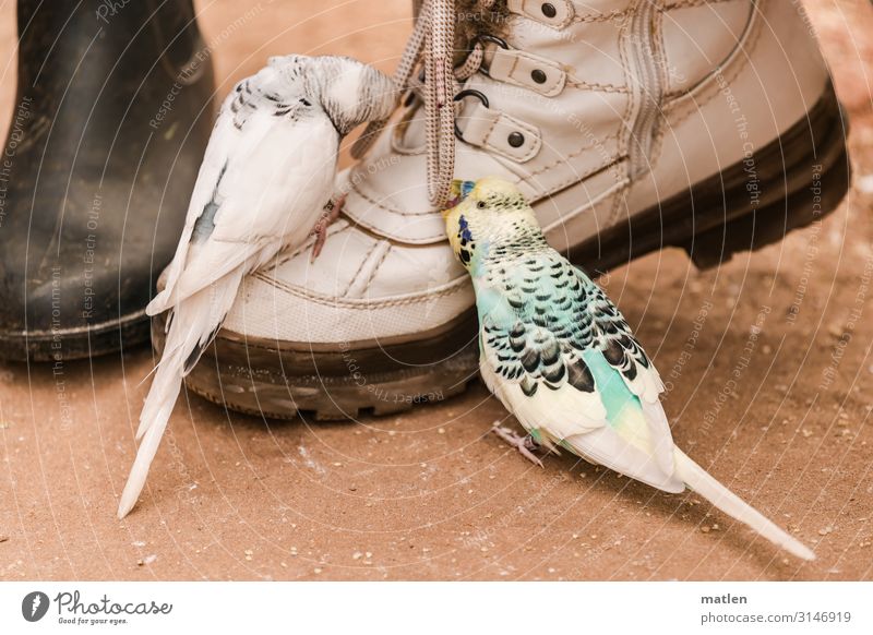 Alexa-mach mir die Schuhe zu Tier Vogel 2 einzigartig braun gelb grau grün weiß Schuhbänder Wellensittich Essen Farbfoto Außenaufnahme Textfreiraum links
