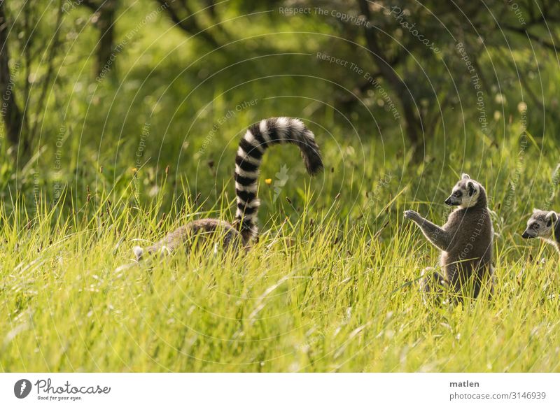 Kommunikation Lemuren schwanz wiese fell sonnenschein menschenleer Säugetier Natur Fell Gras Interesse