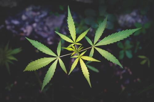 Cannabis plant on dark background Kräuter & Gewürze Gesundheit Rauschmittel Medikament Erholung Natur Pflanze Nutzpflanze Garten Rauchen exotisch natürlich