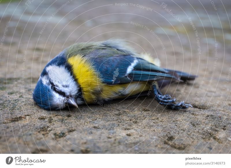 Tote Meise Krankheit ruhig Umwelt Natur Tier Verkehrsunfall Straße Wildtier Totes Tier Vogel Meisen Sperlingsvögel 1 liegen schlafen Traurigkeit Stadt blau gelb