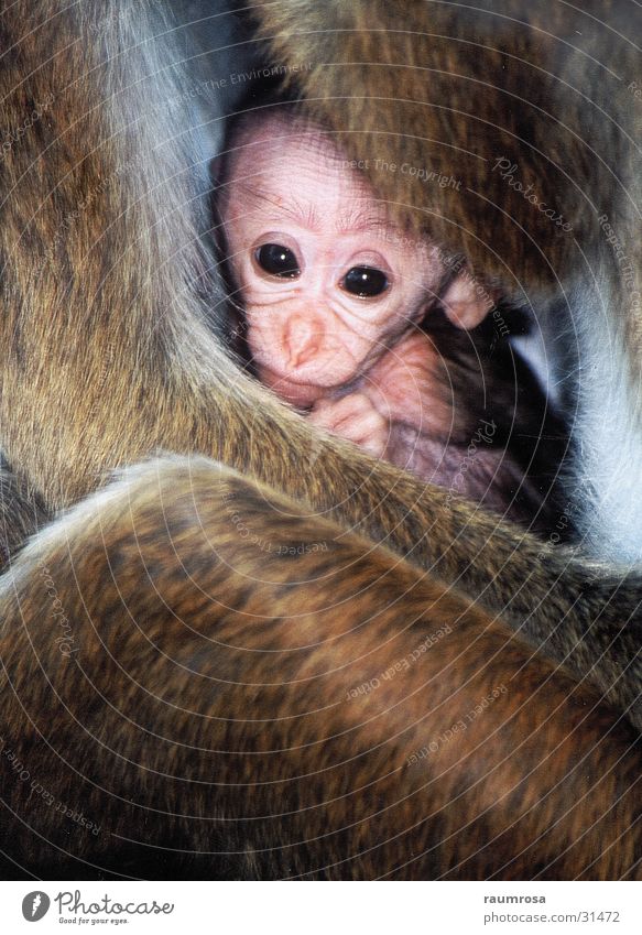 Affenbaby Sri Lanka Dambulla Mutter-Kind