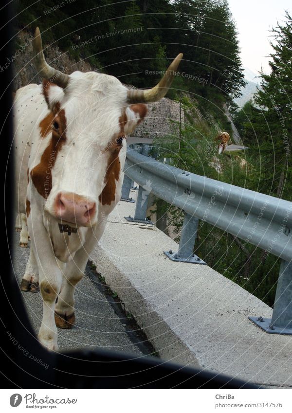 Kuh auf einer Bergstraße harmonisch Ferien & Urlaub & Reisen Tourismus Ausflug Freiheit Berge u. Gebirge wandern Tier Haustier Nutztier 1 Bewegung fahren gehen