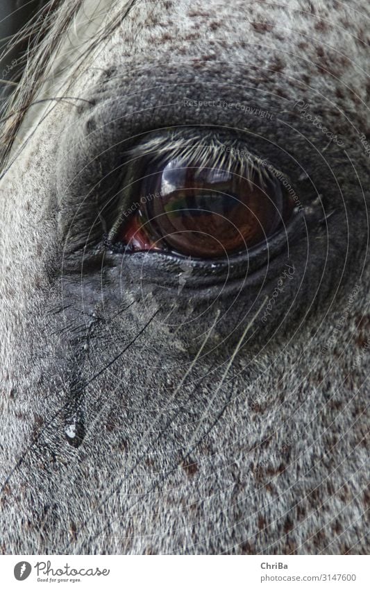 Tränen eines Pferdes Reitsport Reiten Studium Veterinär Tierklinik Gesundheitswesen Tierheilpraktiker Natur Frühling Wind Haustier 1 Tropfen Blick weinen