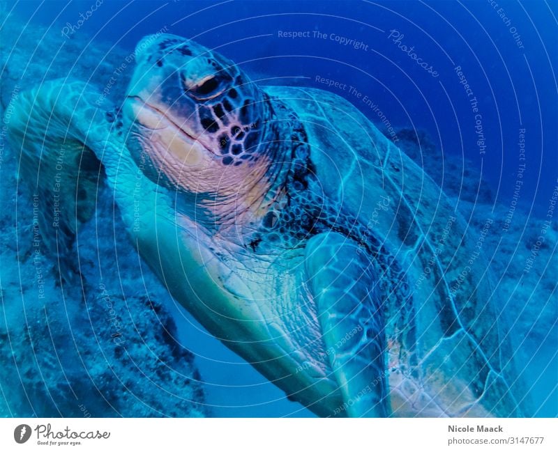 Schildkröte Natur Wasser Wildtier 1 Tier tauchen blau Farbfoto Außenaufnahme Detailaufnahme Unterwasseraufnahme Blitzlichtaufnahme Tierporträt Blick nach vorn