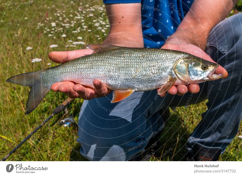 Fang von Rapfen im Fluss Sport Mensch Körper Brust Arme 1 18-30 Jahre Jugendliche Erwachsene Umwelt Natur Wasser IJssel Tier Fisch Aspis blau grün silber Erfolg