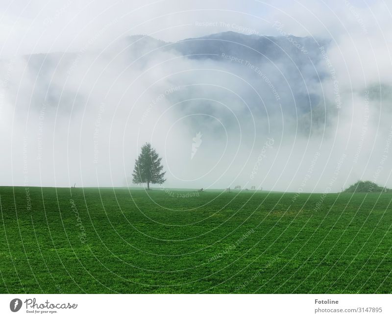 einsam Umwelt Natur Landschaft Pflanze Himmel Wolken Herbst Nebel Baum Gras Park Wiese Alpen Berge u. Gebirge natürlich grün weiß Einsamkeit Tanne Österreich
