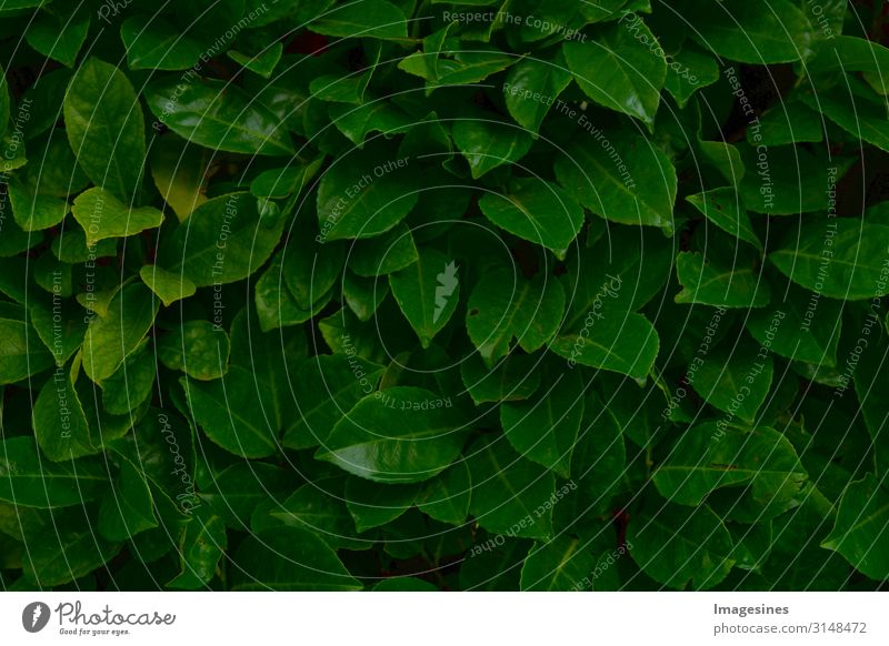dunkles Laub Umwelt Natur Pflanze Baum Sträucher Blatt Grünpflanze Wassertropfen Hintergrundbild nass grün Design Klima "dunkelgrün Laubbeschaffenheit