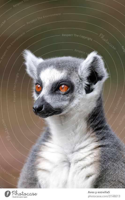 Porträt eines Lemurs mit Ringelschwanz (Lemur catta) Maki Tier Säugetier Madagaskar Zoo Pelzmantel niedlich wild Hühnervögel Natur Katta Auge Katze Rind Schwanz