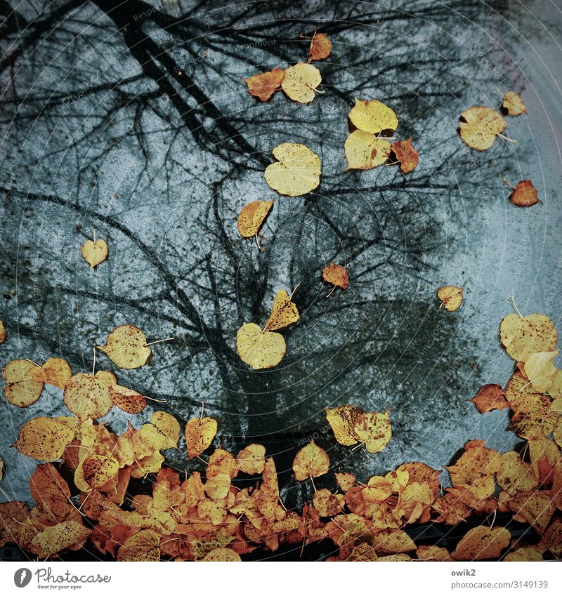 Ein Stück Herbst Umwelt Natur Schönes Wetter Herbstlaub Blatt PKW Windschutzscheibe Glas fallen liegen dehydrieren mehrfarbig Baum Farbfoto Außenaufnahme