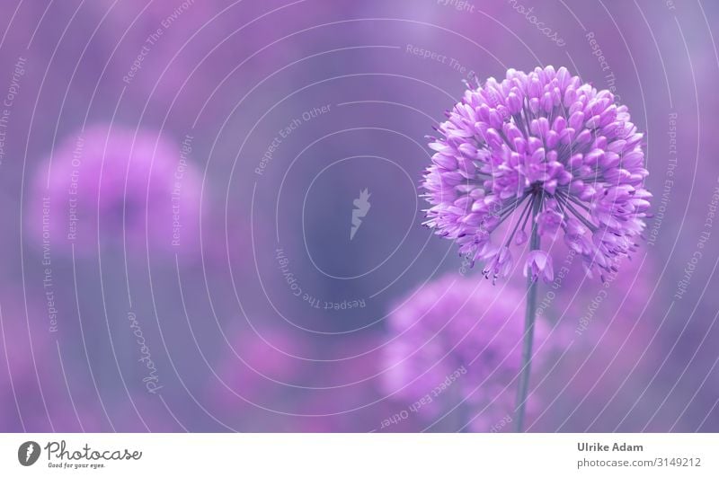 Zierlauch elegant Wellness harmonisch Wohlgefühl Zufriedenheit Sinnesorgane ruhig Meditation Spa Tapete Feste & Feiern Natur Pflanze Frühling Sommer Blume Blüte
